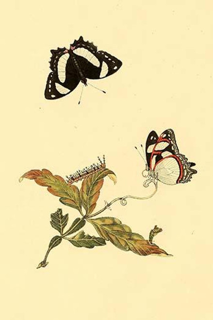 Surinam Butterflies, Moths & Caterpillars  (Plate 11)