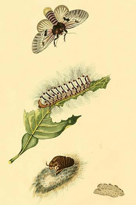 Surinam Butterflies, Moths & Caterpillars  (Plate 12)