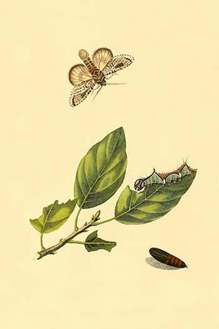 Surinam Butterflies, Moths & Caterpillars  (Plate 13)