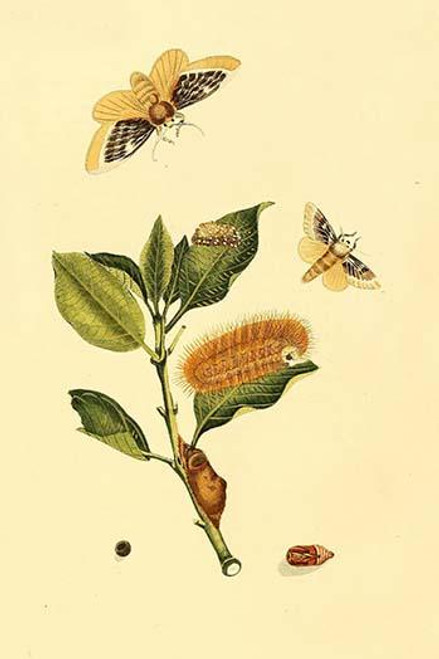 Surinam Butterflies, Moths & Caterpillars  (Plate 14)