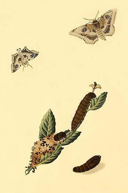 Surinam Butterflies, Moths & Caterpillars  (Plate 20)