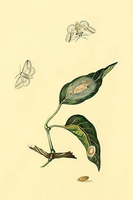 Surinam Butterflies, Moths & Caterpillars  (Plate 21)