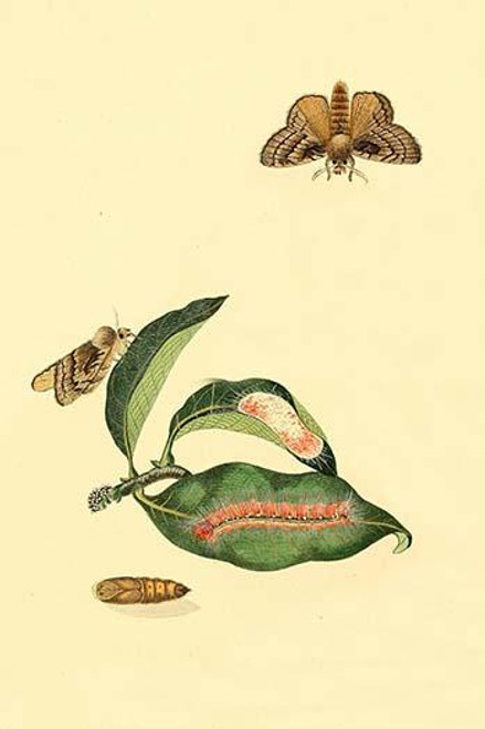 Surinam Butterflies, Moths & Caterpillars  (Plate 22)