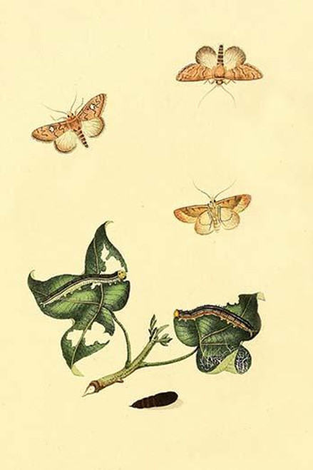 Surinam Butterflies, Moths & Caterpillars  (Plate 23)