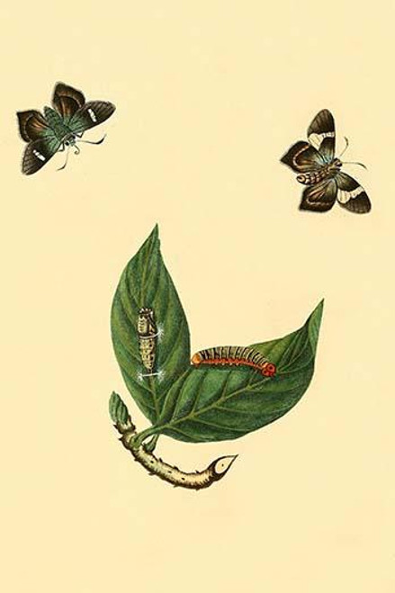 Surinam Butterflies, Moths & Caterpillars  (Plate 25)