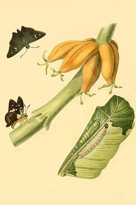 Surinam Butterflies, Moths & Caterpillars  (Plate 33)