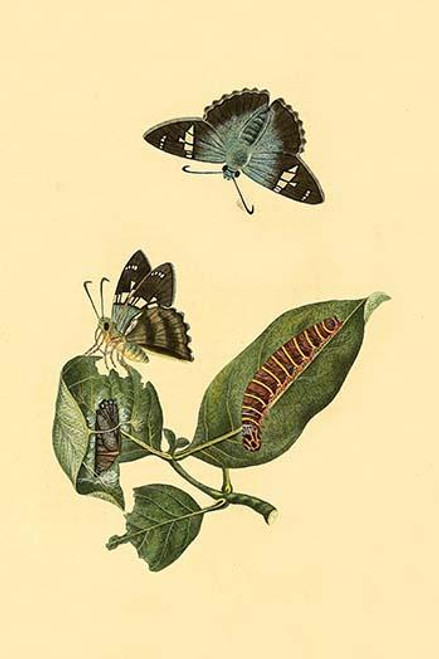 Surinam Butterflies, Moths & Caterpillars  (Plate 34)