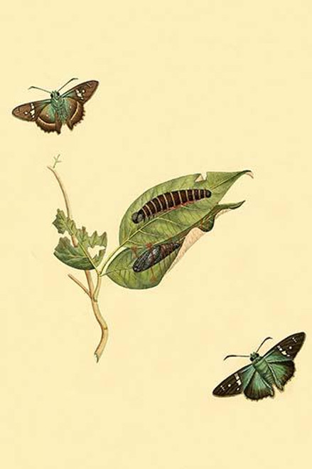 Surinam Butterflies, Moths & Caterpillars  (Plate 35)