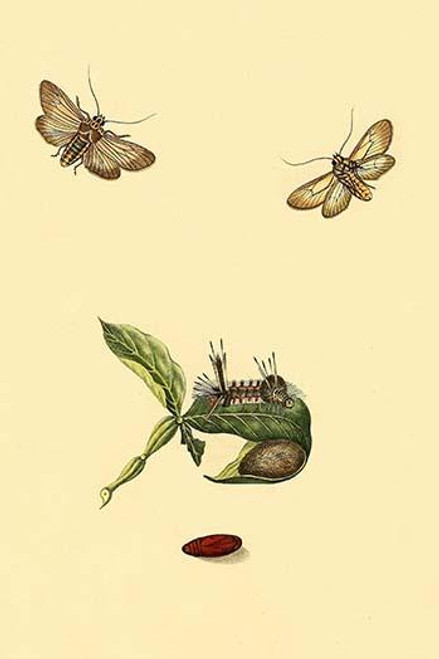 Surinam Butterflies, Moths & Caterpillars  (Plate 38)