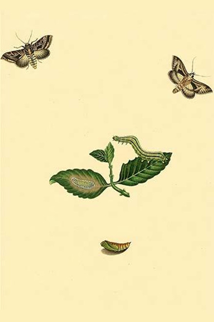Surinam Butterflies, Moths & Caterpillars  (Plate 40)