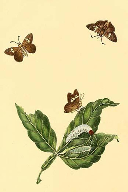 Surinam Butterflies, Moths & Caterpillars  (Plate 42)