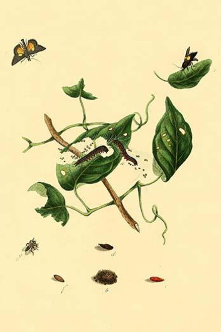 Surinam Butterflies, Moths & Caterpillars  (Plate 43)