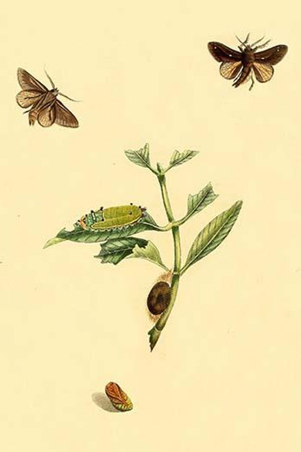 Surinam Butterflies, Moths & Caterpillars  (Plate 45)