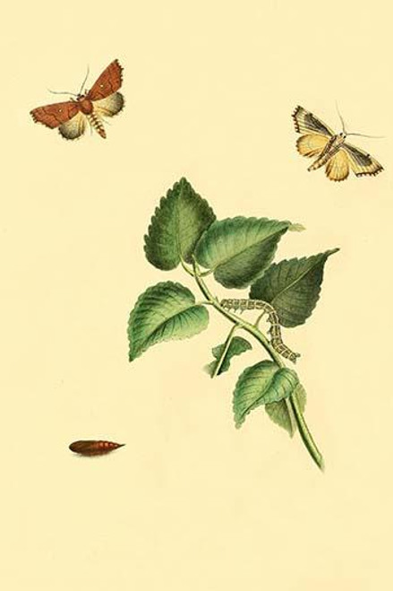 Surinam Butterflies, Moths & Caterpillars  (Plate 46)