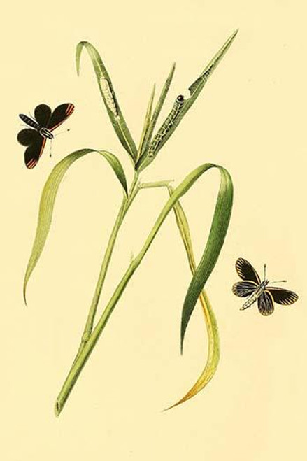 Surinam Butterflies, Moths & Caterpillars  (Plate 47)