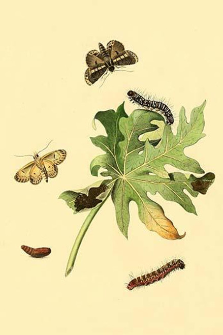 Surinam Butterflies, Moths & Caterpillars  (Plate 48)