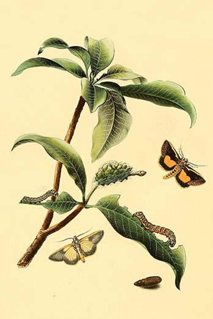 Surinam Butterflies, Moths & Caterpillars  (Plate 49)