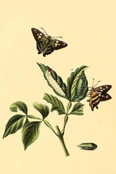 Surinam Butterflies, Moths & Caterpillars  (Plate 50)