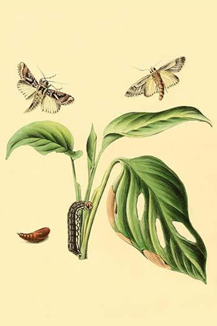 Surinam Butterflies, Moths & Caterpillars  (Plate 51)