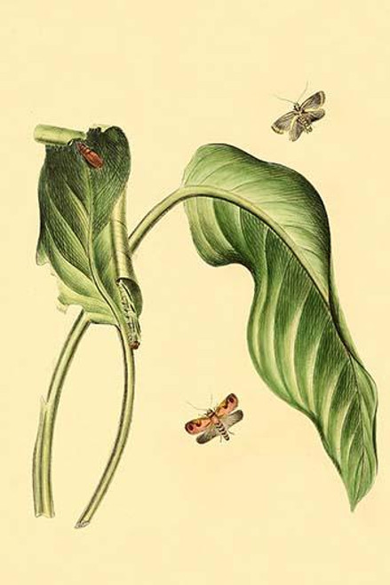 Surinam Butterflies, Moths & Caterpillars  (Plate 52)