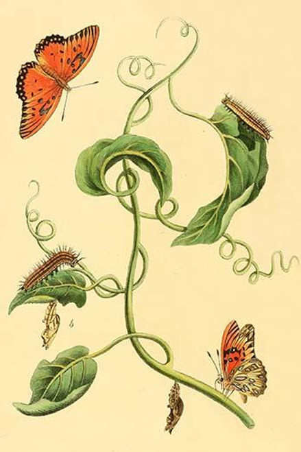 Surinam Butterflies, Moths & Caterpillars  (Plate 55)