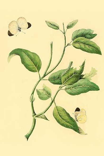 Surinam Butterflies, Moths & Caterpillars  (Plate 56)