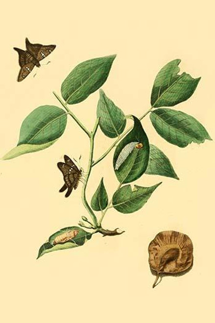 Surinam Butterflies, Moths & Caterpillars  (Plate 58)