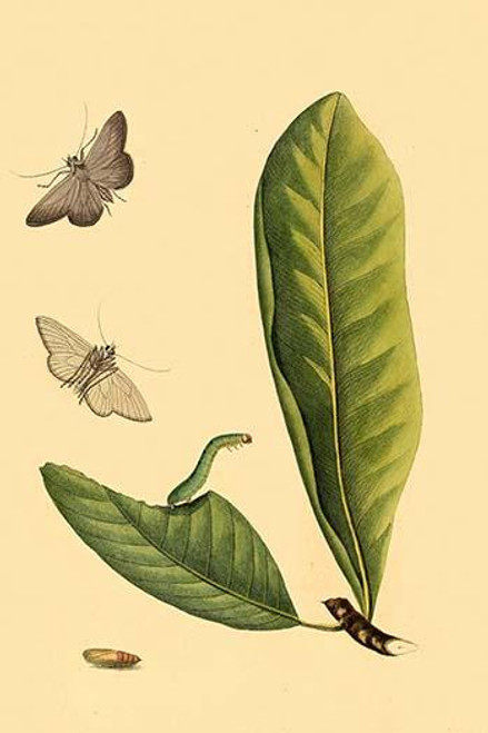 Surinam Butterflies, Moths & Caterpillars  (Plate 63)