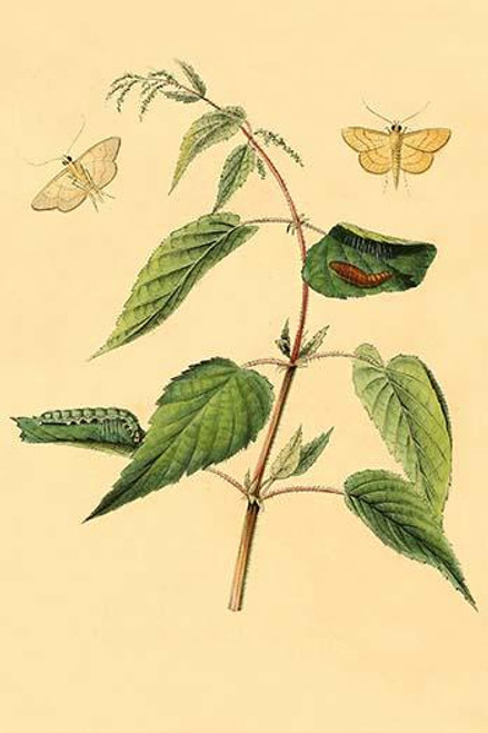 Surinam Butterflies, Moths & Caterpillars  (Plate 65)