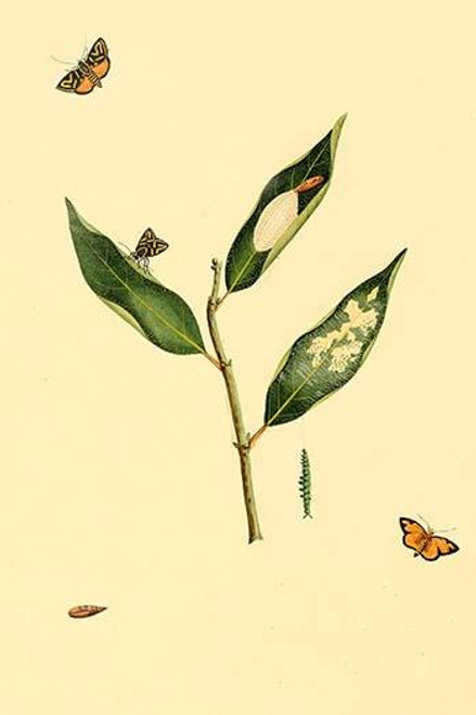 Surinam Butterflies, Moths & Caterpillars  (Plate 66)