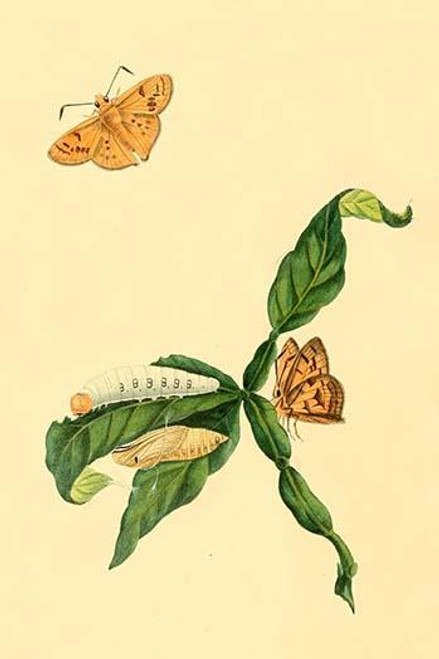 Surinam Butterflies, Moths & Caterpillars  (Plate 67)