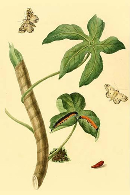 Surinam Butterflies, Moths & Caterpillars  (Plate 68)