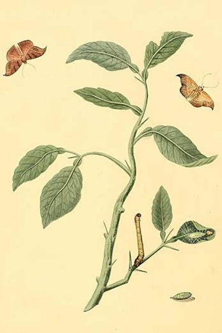 Surinam Butterflies, Moths & Caterpillars  (Plate 70)