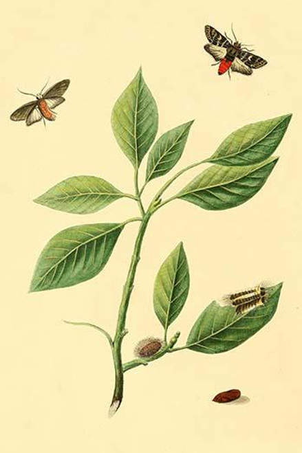 Surinam Butterflies, Moths & Caterpillars  (Plate 71)