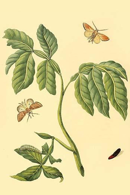 Surinam Butterflies, Moths & Caterpillars  (Plate 72)