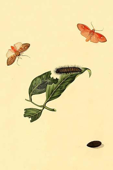 Surinam Butterflies, Moths & Caterpillars  (Plate 73)
