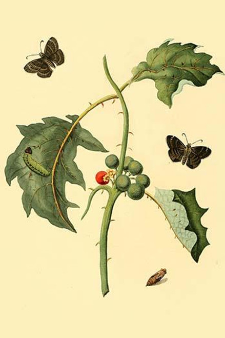 Surinam Butterflies, Moths & Caterpillars  (Plate 74)