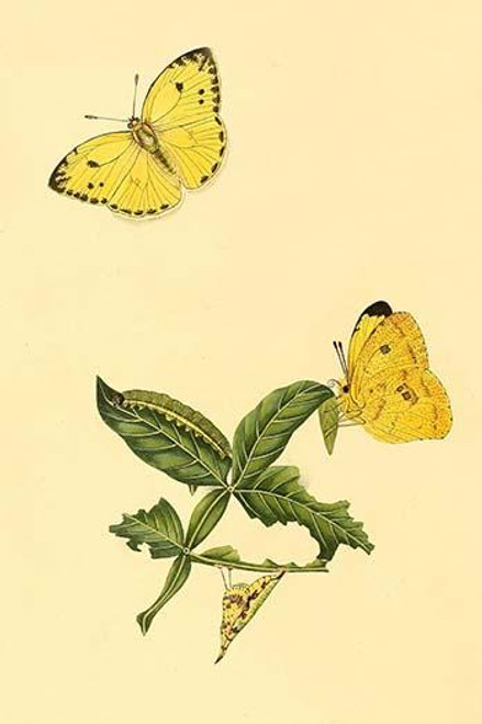 Surinam Butterflies, Moths & Caterpillars  (Plate 75)