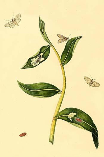 Surinam Butterflies, Moths & Caterpillars  (Plate 76)