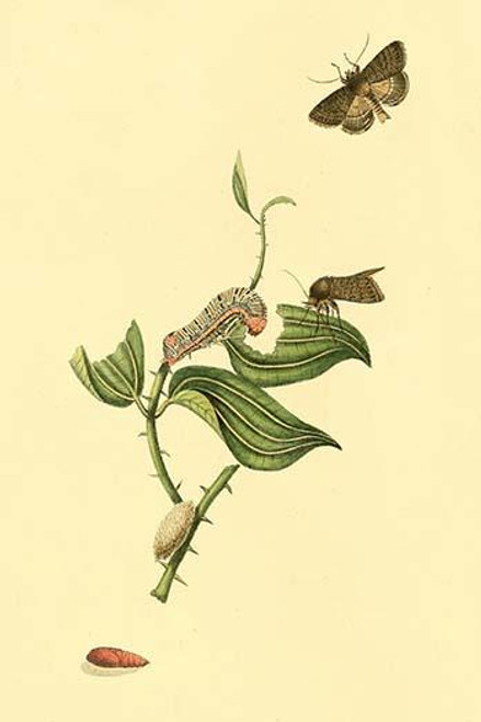 Surinam Butterflies, Moths & Caterpillars  (Plate 77)