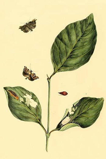 Surinam Butterflies, Moths & Caterpillars  (Plate 78)