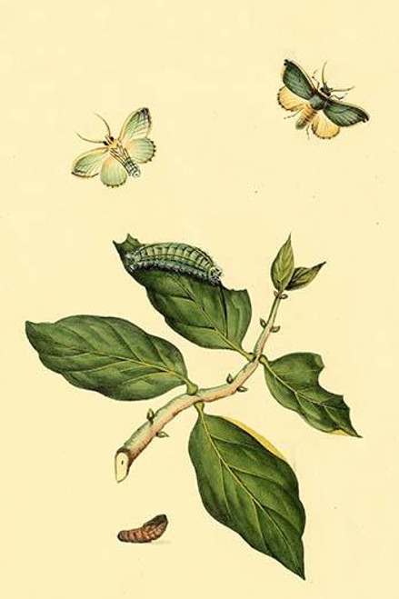 Surinam Butterflies, Moths & Caterpillars  (Plate 79)
