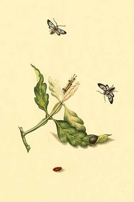 Surinam Butterflies, Moths & Caterpillars  (Plate 81)