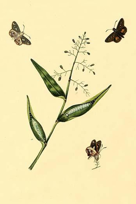 Surinam Butterflies, Moths & Caterpillars  (Plate 82)
