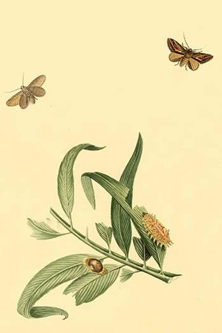 Surinam Butterflies, Moths & Caterpillars  (Plate 83)