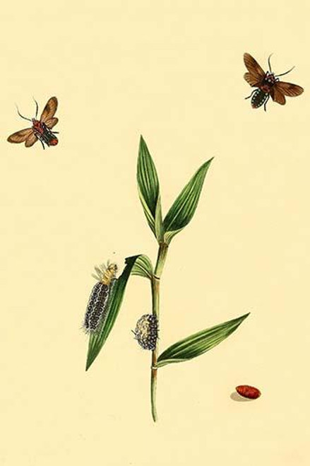 Surinam Butterflies, Moths & Caterpillars  (Plate 85)