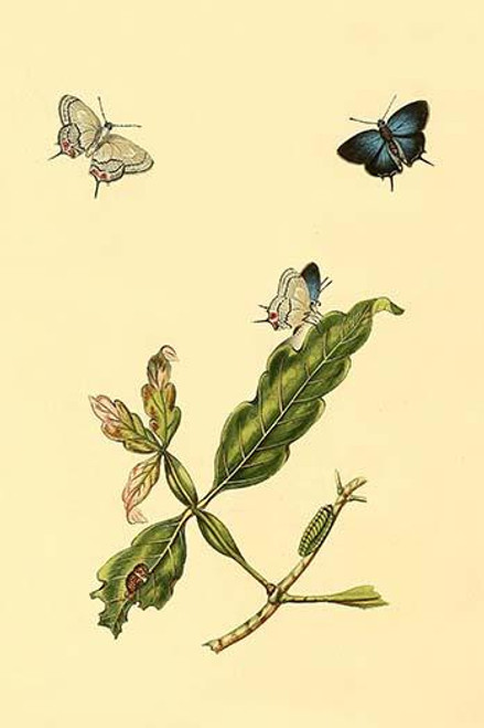 Surinam Butterflies, Moths & Caterpillars  (Plate 86)