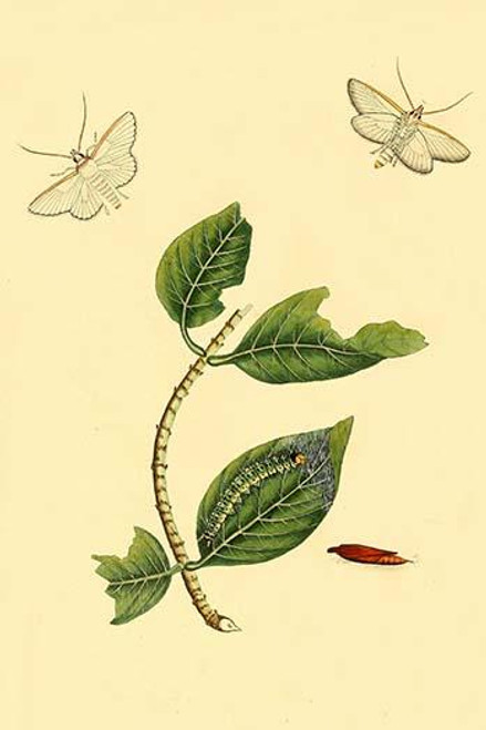 Surinam Butterflies, Moths & Caterpillars  (Plate 87)