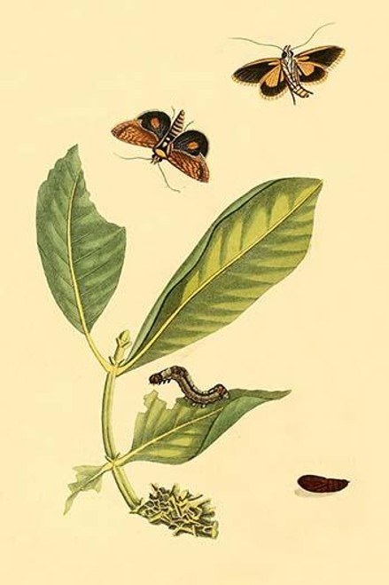 Surinam Butterflies, Moths & Caterpillars  (Plate 89)