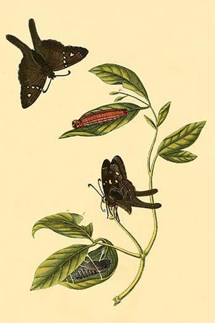 Surinam Butterflies, Moths & Caterpillars  (Plate 90)